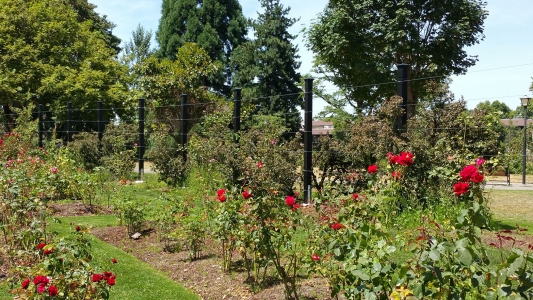 Owen Rose Garden, N Jefferson, City of Eugene 